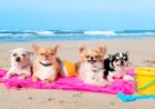 Cuidados com o pet: Preparado para ir à praia com o cachorro?