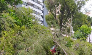 Chuva com vento derruba árvores e danifica carros.