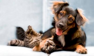 UBS Pires da Veiga (Pau da Lima) está realizando agendamento para o serviço gratuito de castração de cães e gatos.