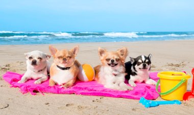 Cuidados com o pet: Preparado para ir à praia com o cachorro?