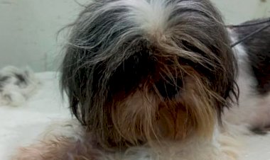 Mundo Shih-tzu Bahia organiza bazar para ajudar pets resgatados em situação de maus tratos.