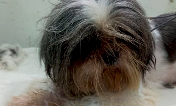Mundo Shih-tzu Bahia organiza bazar para ajudar pets resgatados em situação de maus tratos.